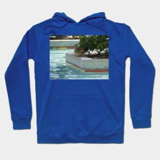 Should I swim or should I fly? Hoodie